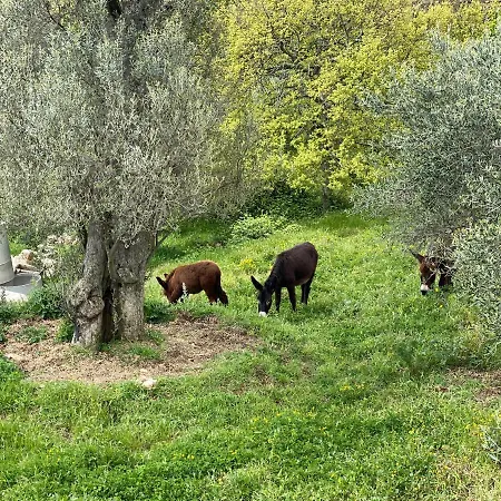 Trulli Tesoro לינה וארוחת בוקר צ'יסטרנינו
